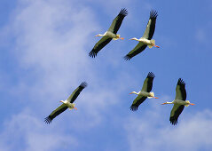 Flying storck, Germany