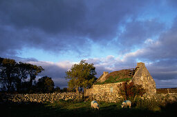 Verfallenes Haus mit Schafen, Connemara, Galway, Irland