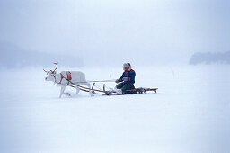 Rentierschlitten, Lappland, Schweden