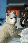 Sledge dog, puppy, Ilulissat Greenland