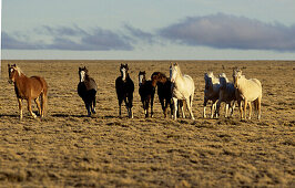 Pferde auf der Weide, Patagonien, Argentinien, Südamerika, Amerika
