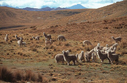 Alpakas in karger Hügellandschaft, Abancay, Peru, Südamerika, Amerika