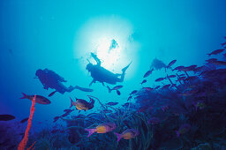 Zwei Taucher, Unterwasseraufnahme, Karibik