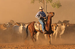 Mustering cattle with horses, Lansdowne Station, Kimberley, Western Australia, Australia