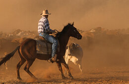 Mustering cattle with horses, Lansdowne Station, Kimberley, Western Australia, Australia