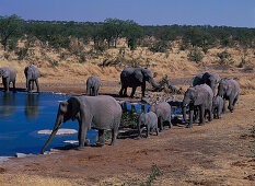 Elephants at a waterhole, Etosha National park, Namibia, Africa
