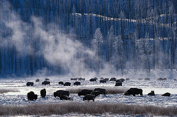Bisons in winter at Yellowstone National Park, Wyoming, USA, America