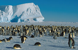 Kaiserpinguine, Emperor Penguins, Aptenodytes forsteri, Antarctica