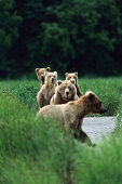 Mother with cubs, Grizzly Bear, Ursus Arctors, Katmai National Park, Alaska, USA