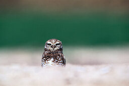 Burrowing Owl, Athene cunicularia, California, USA, America