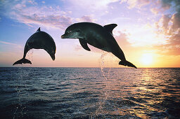 Two jumping Dolphins, Bottlenose Dolphins, Tursiops truncatus, Islas de la Bahia, Hunduras, Caribbean
