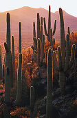 Saguaro cactuses in the evening sun, Sonora desert, Arizona, USA, America