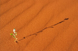 Flower in the Desert. Bluehende Wueste., Australien, red sand and flower in Simpson Desert, Queensland South Australian borders Bluete in der Sandwueste, Simpson Desert