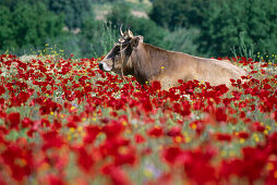 Cow in Poppy Meadow, Turkey