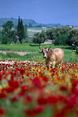 Cow on a field full of poppies, Turkey