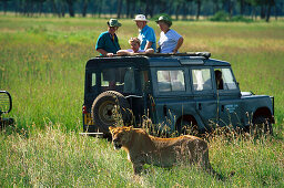 Löwen Safari mit dem Jeep, Masai Mara, Kenia, Afrika