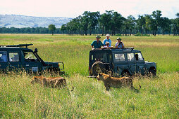 Löwen Safari mit dem Jeep, Kenia, Afrika