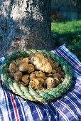 Basket with truffles, Acqualagna, Marche, Italy