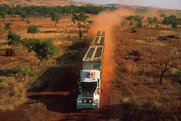 Road train in the desert,  Cattle transport, dirt road of Kimberleys, Kimberley, Western Australia, Australia