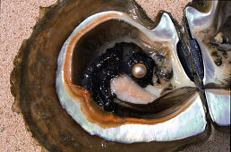 View at South Sea pearl in opened Pinctada oyster, Palawan Island, Philippines, Asia