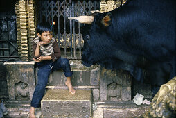 Boy with holy bull in temple, Kathmandu, Nepal Asia