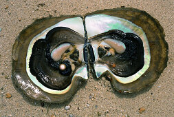 Blick auf geöffnete Pinctada Auster mit Südseeperle, Palawan Insel, Philippinen, Asien