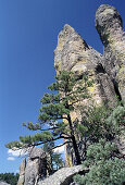 Tree in front of rock formation under blue sky, Monk's valley, Creel, Chihuahua, Mexico, America
