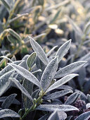Frosted plants, winter, nature
