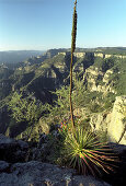 Agave und Aussicht auf den Copper Canyon, Divisadero, Chihuahua, Mexiko, Amerika