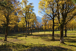 Maple trees Acer pseudoplatanus, , Grosser Ahornboden, Eng, Tyrol, Austria
