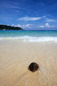 Kokusnuss am Strand von Ko Khai Nok, Thailand