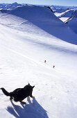 Dog on snowy slope ambuscading two skiers in the mountains, Wildspitze, Tyrol, Austria