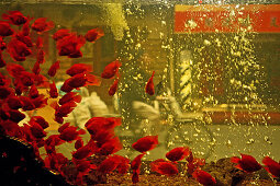 goldfish aquarium,Aquarium für Goldfische eines Restaurant in Hangkou, Deko, Fengshui, Fungshui, bubbles, Luftblasen
