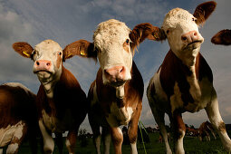 Flock of cows, front view
