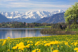 Meadow with flowers in front of Riegsee and Wetterstein Mountains, Bavaria, Germany