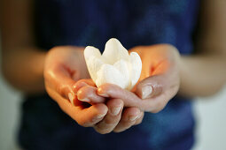 Hands holding tulip blossom, close up