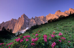 Laliderer Range with Rhododendron, Karwendel Range, Tyrol, Austria