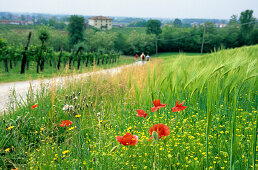 Corn field with poppies and vineyard with group of hikers, valley of Piave, Venezia, Italy