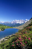 Gasselsee mit Alpenrosen, Dachsteingruppe im Hintergrund, Schladminger Tauern, Steiermark, Österreich