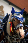 Weiß-blau geschmücktes Pferd, Kopfportrait, beim Georgiritt in Traunstein, Chiemgau, Oberbayern, Bayern, Deutschland