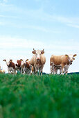 Herd of cows looking at camera, Mecklenburg-Western Pomerania, Germany