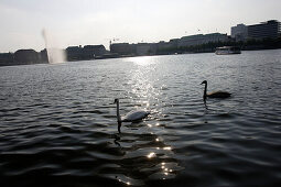 Inner Alster Lake, tourists, swan, fountain, City, Hamburg