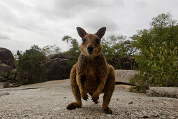 Rock Wallaby, Granite Gorge Walking Tracks, nearby Cairns, Tropical North, Atherton Tablelands, Queensland, Australia