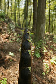 new growth, bamboo forest, bamboo shoot, China, Asia