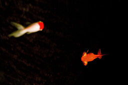 Zwei Goldfisch, roter und weißer Goldfisch, Aquarium, schwarzer Hintergrund, Wasser, China, Asien