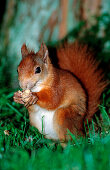 Red Squirrel, Sciurus vulgaris, Germany, Bavaria