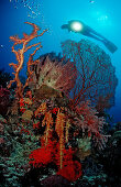 Scuba diver and Coral reef, Indonesia, Wakatobi Dive Resort, Sulawesi, Indian Ocean, Bandasea