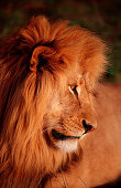 lion portrait, Panthera leo, South Africa, Kruger National Park