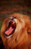 Snarling lion, Panthera leo, South Africa, Kruger National Park