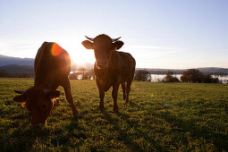 Zwei  Rinder in einem Feld, Staffelsee, Bayern, Deutschland